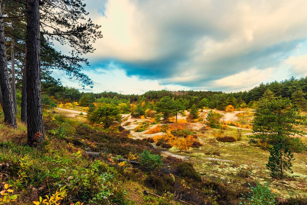 Les merveilleuses dunes de Kennemerland