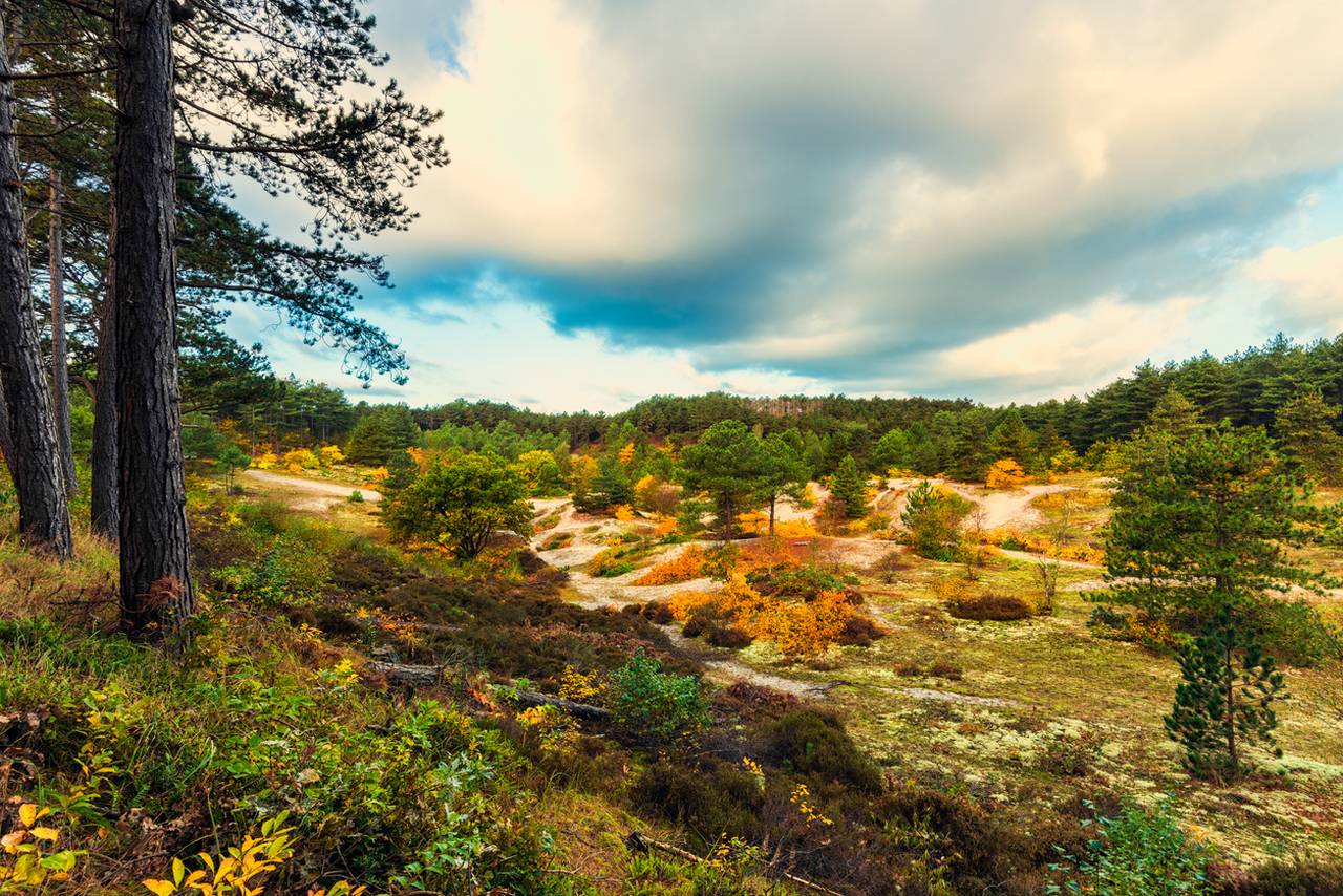 Les merveilleuses dunes de Kennemerland