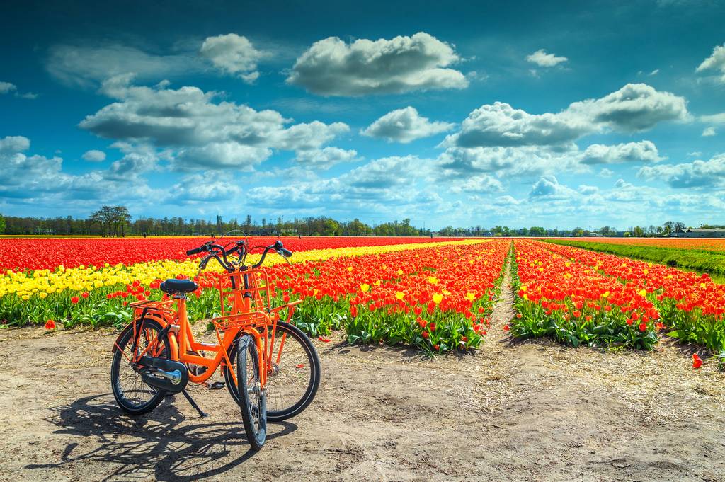 In bicicletta al Keukenhof