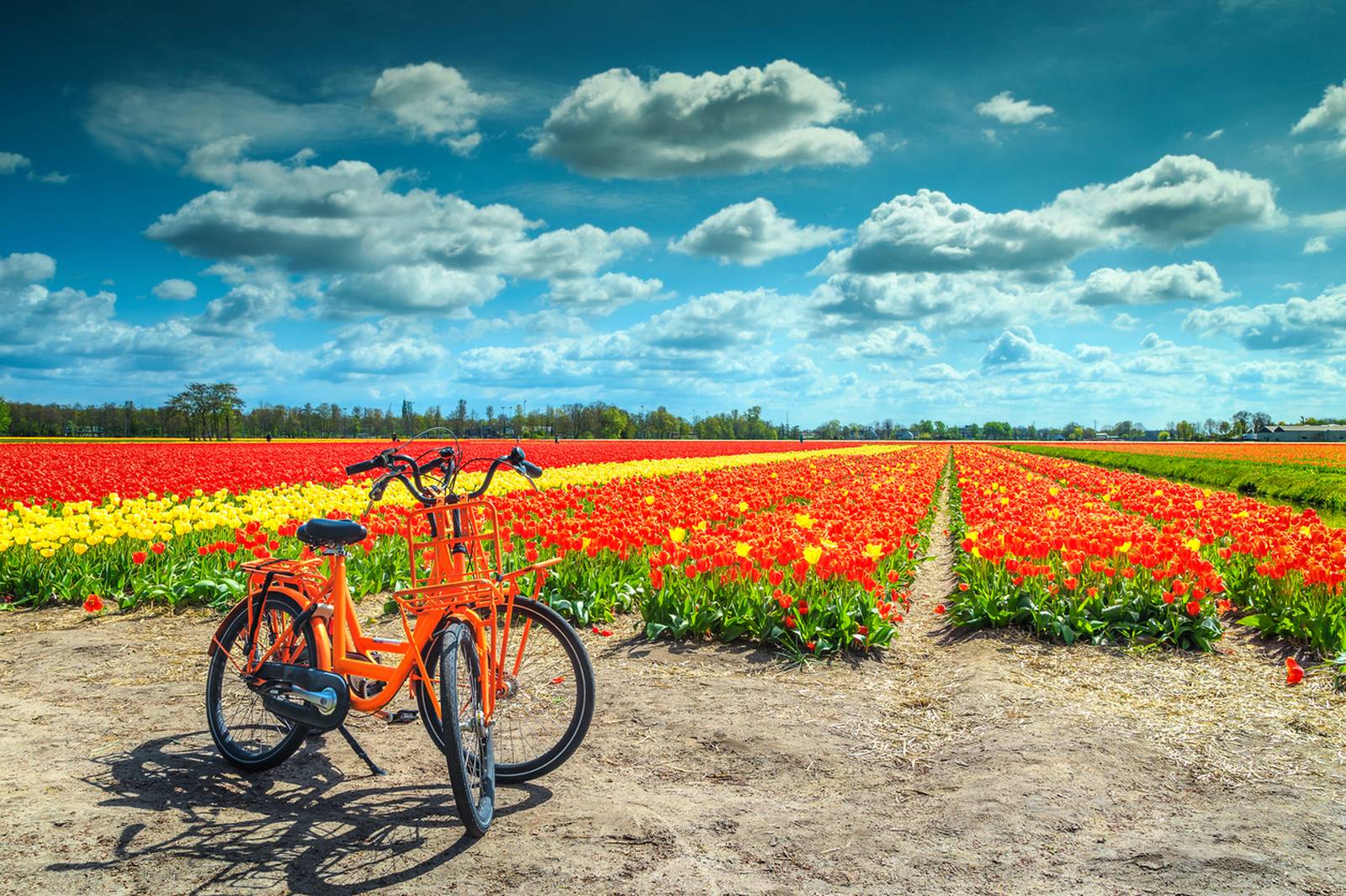 Two orange bicycles stand beside vibrant red and yellow tulip fields under a partly cloudy blue sky.