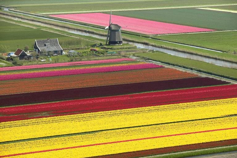 champs de tulipes et moulin