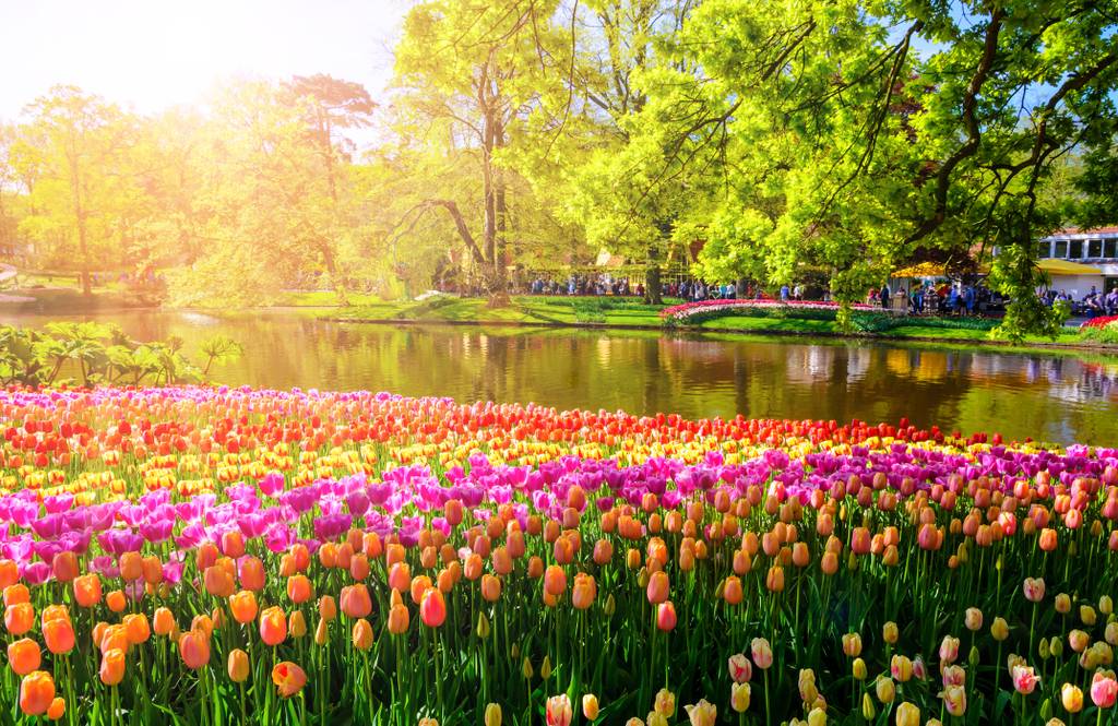 Keukenhof garden  in Lisse