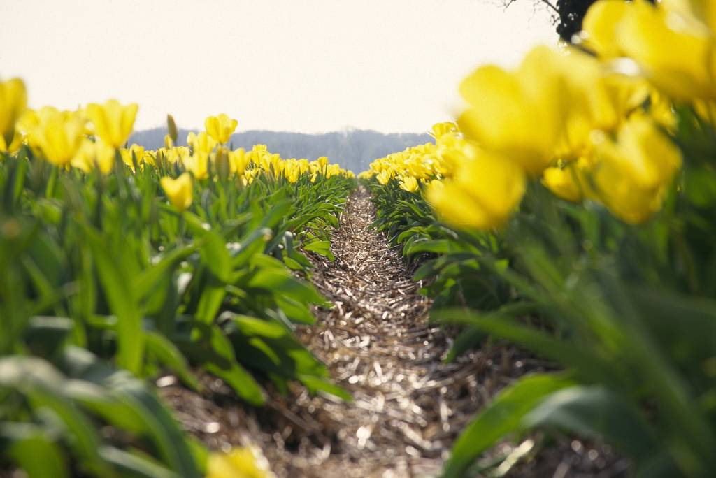 explore bollenstreek from a B&B in Katwijk