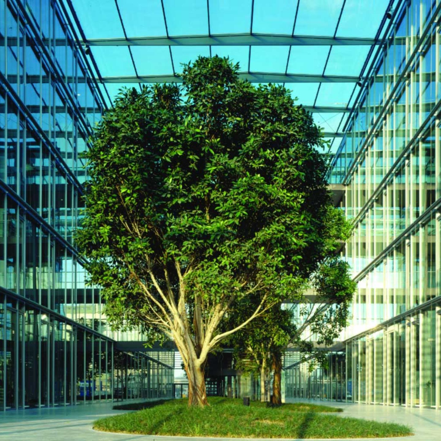 Karriere: Ein Baum im Foyer der Verwaltung