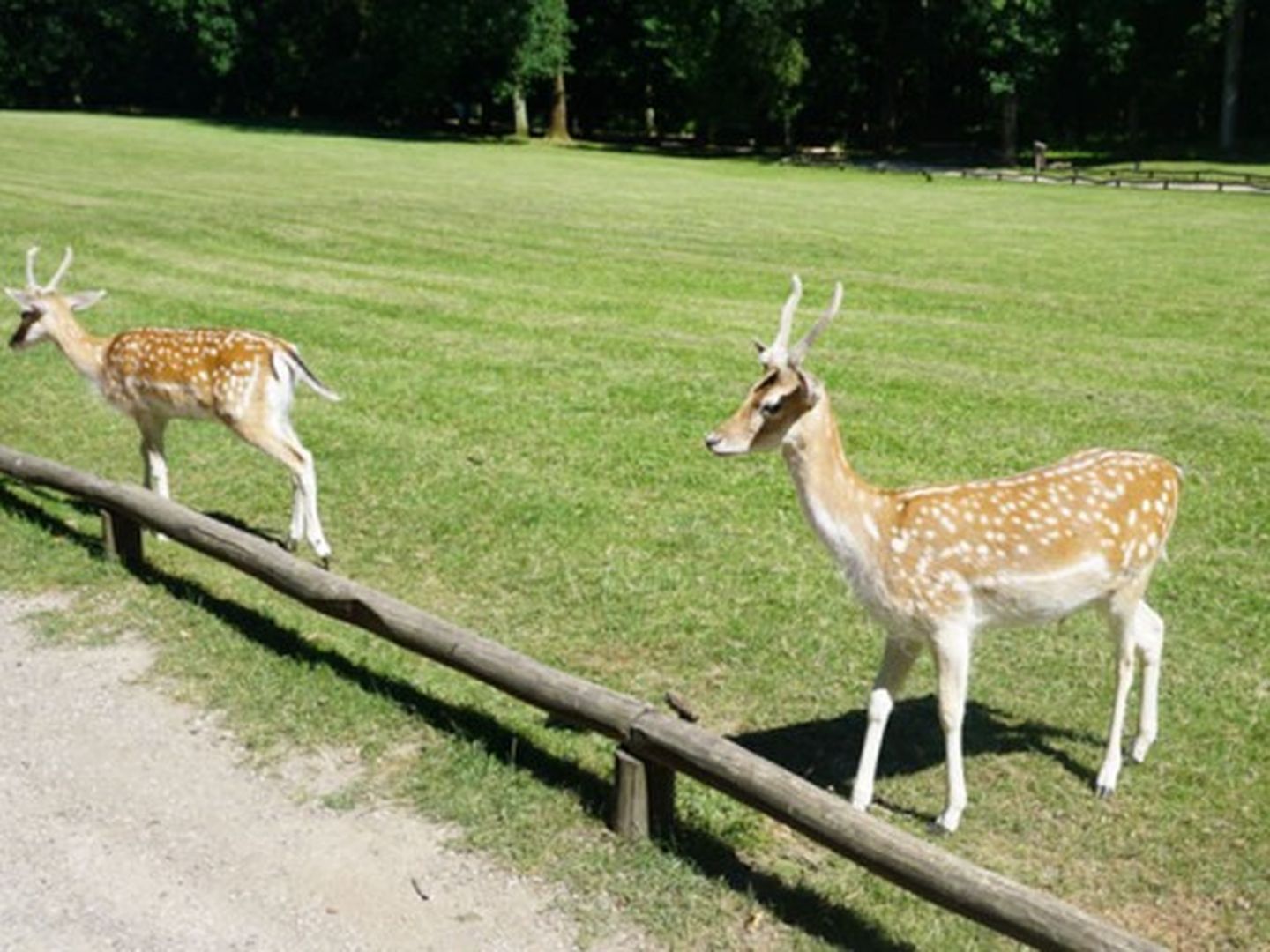 Rehe auf der Weide im Wildpark. © Gartenamt Stadt Düsseldorf