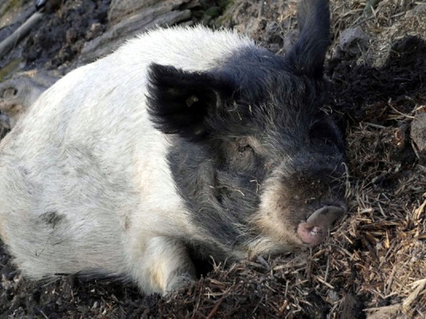 Ein Schwein liegt im Dreck im Südpark.