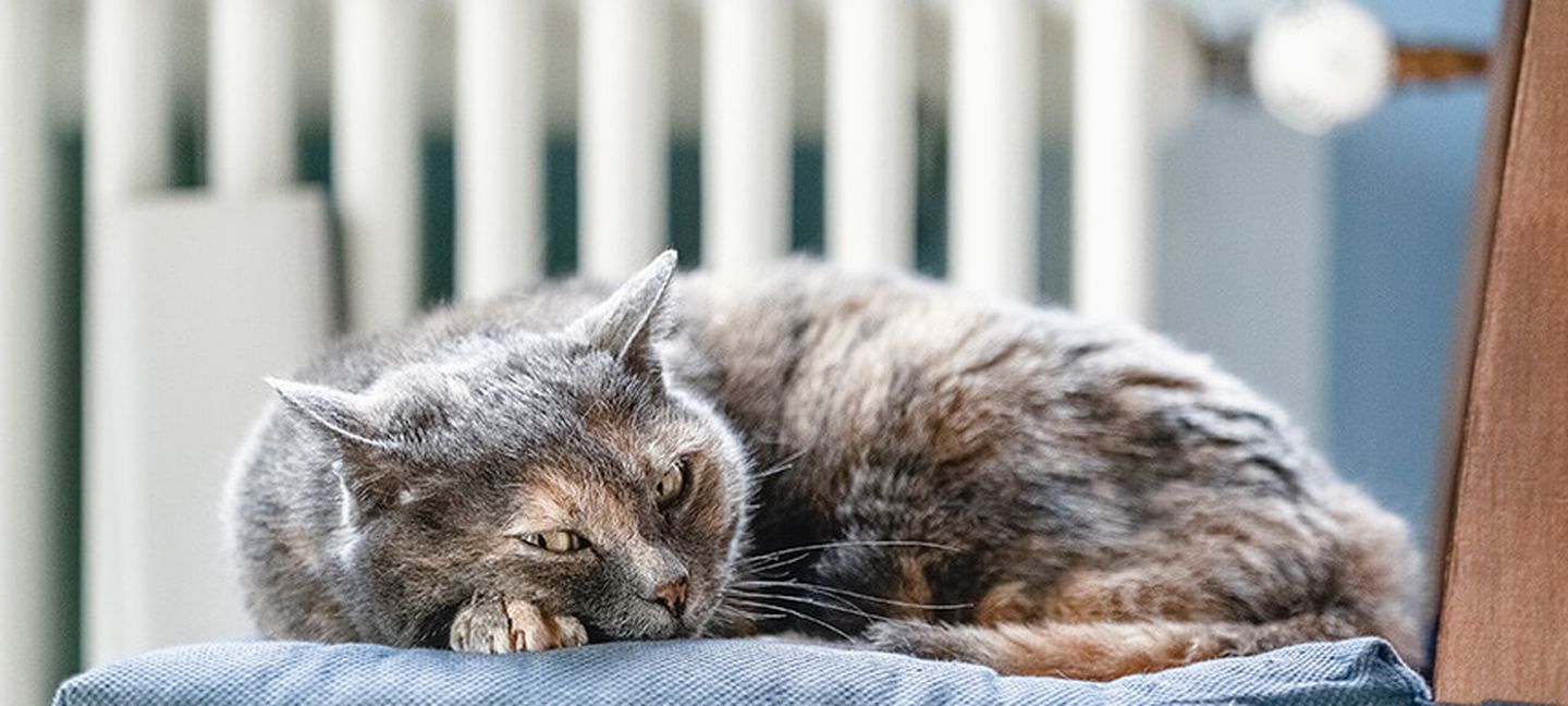 Eine Katze vor einem Heizkörper