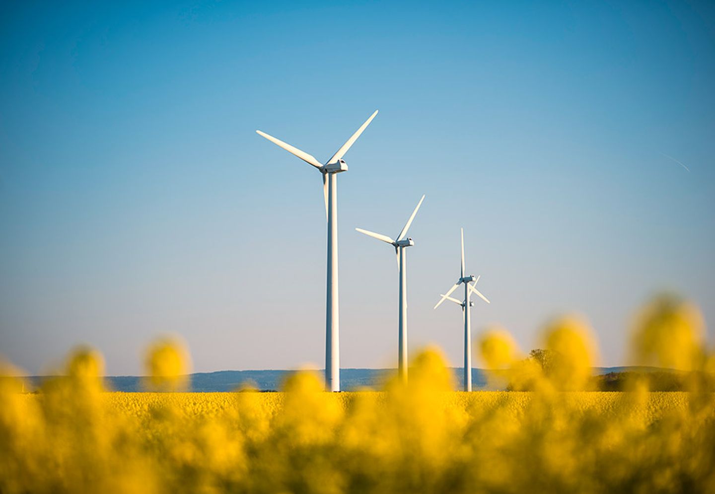 Windräder im blühenden Rapsfeld. Ein majestätischer Anblick.