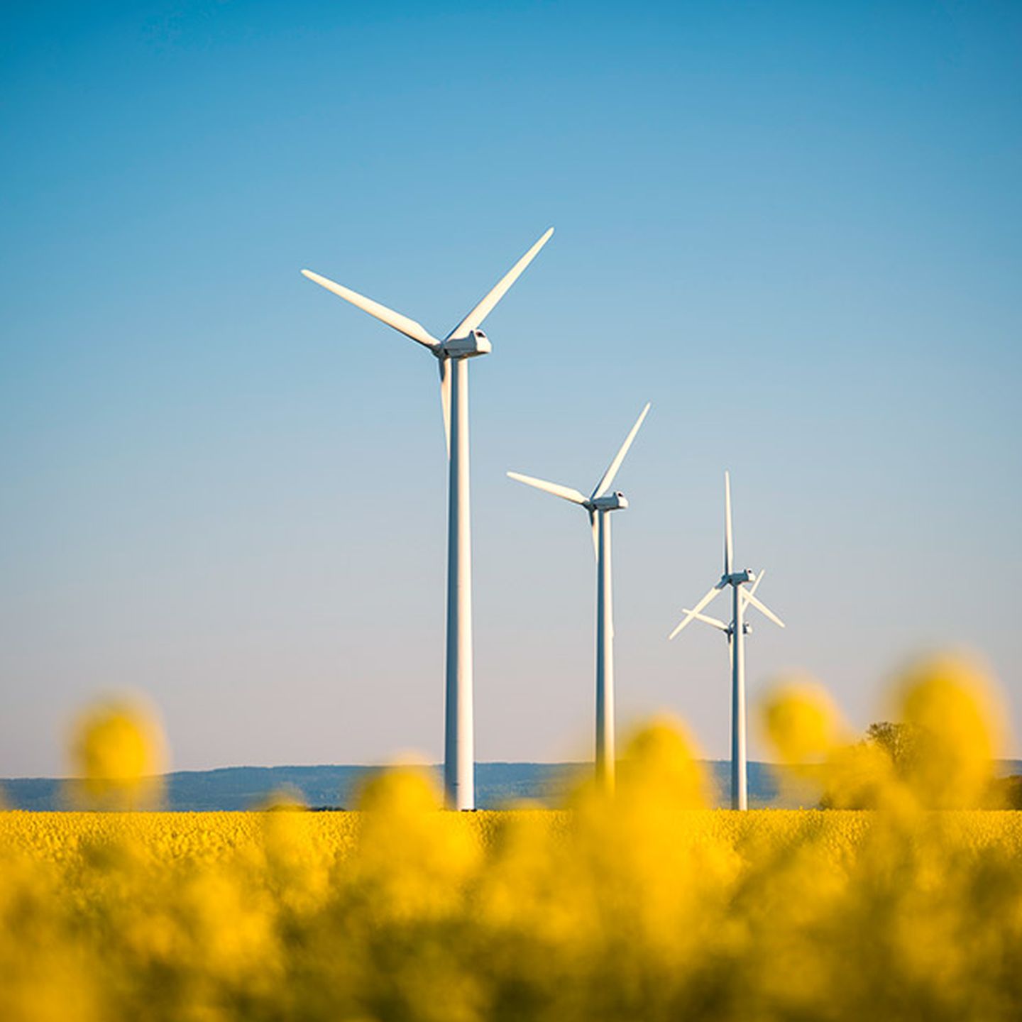 Windräder im blühenden Rapsfeld. Ein majestätischer Anblick.