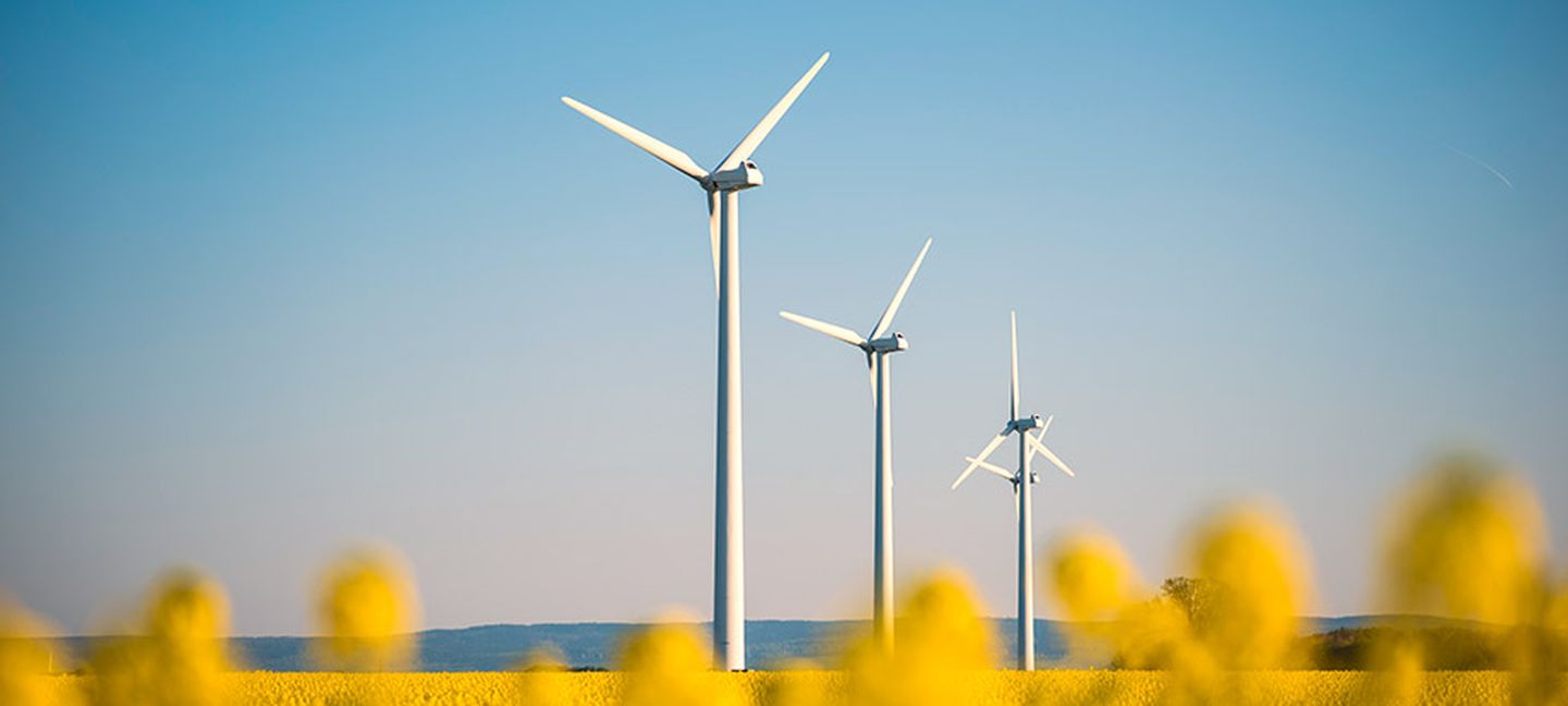 Windräder im blühenden Rapsfeld. Ein majestätischer Anblick.