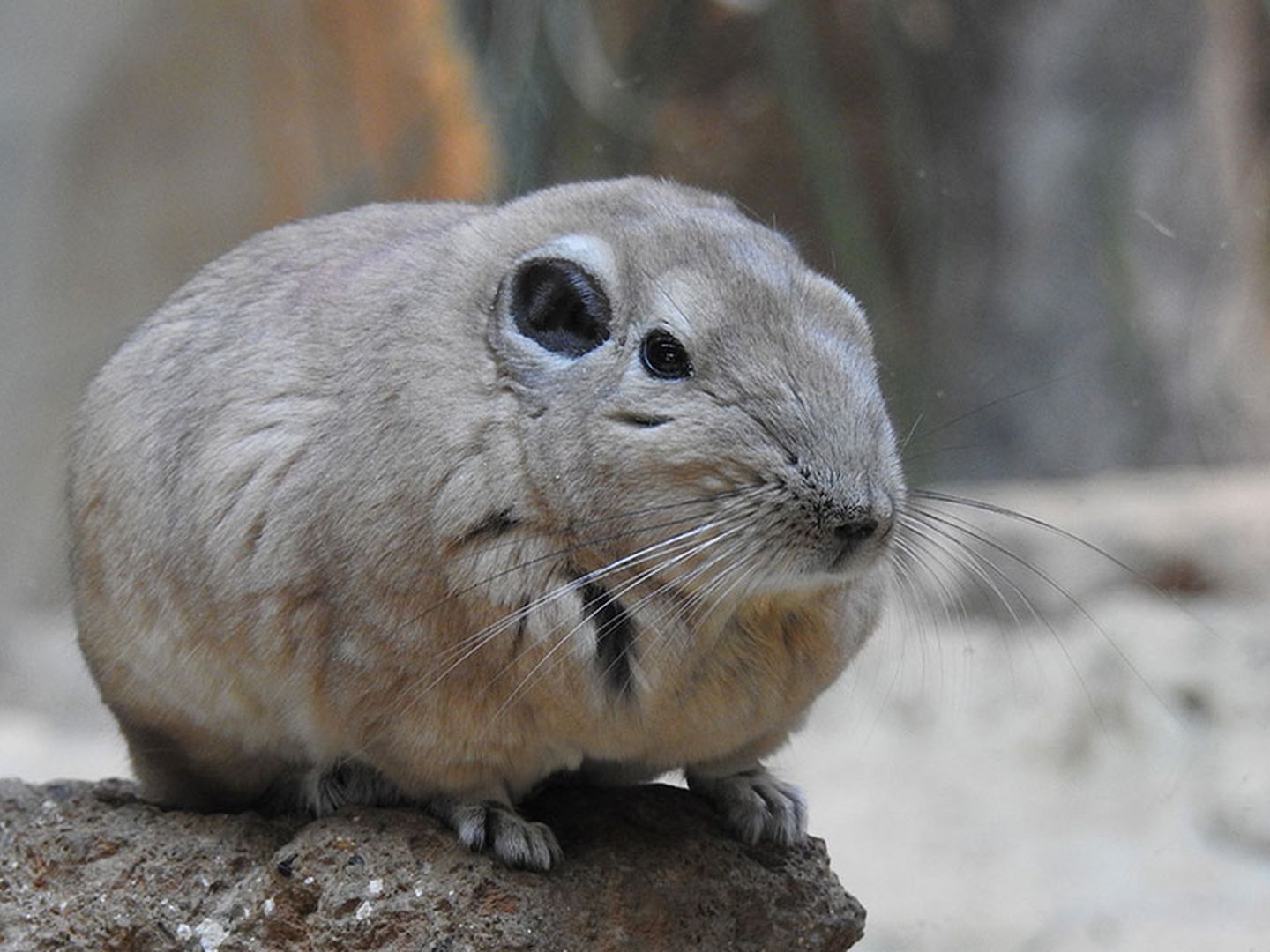 Die Gundis, die Patenkinder der Stadtwerke Düsseldorf