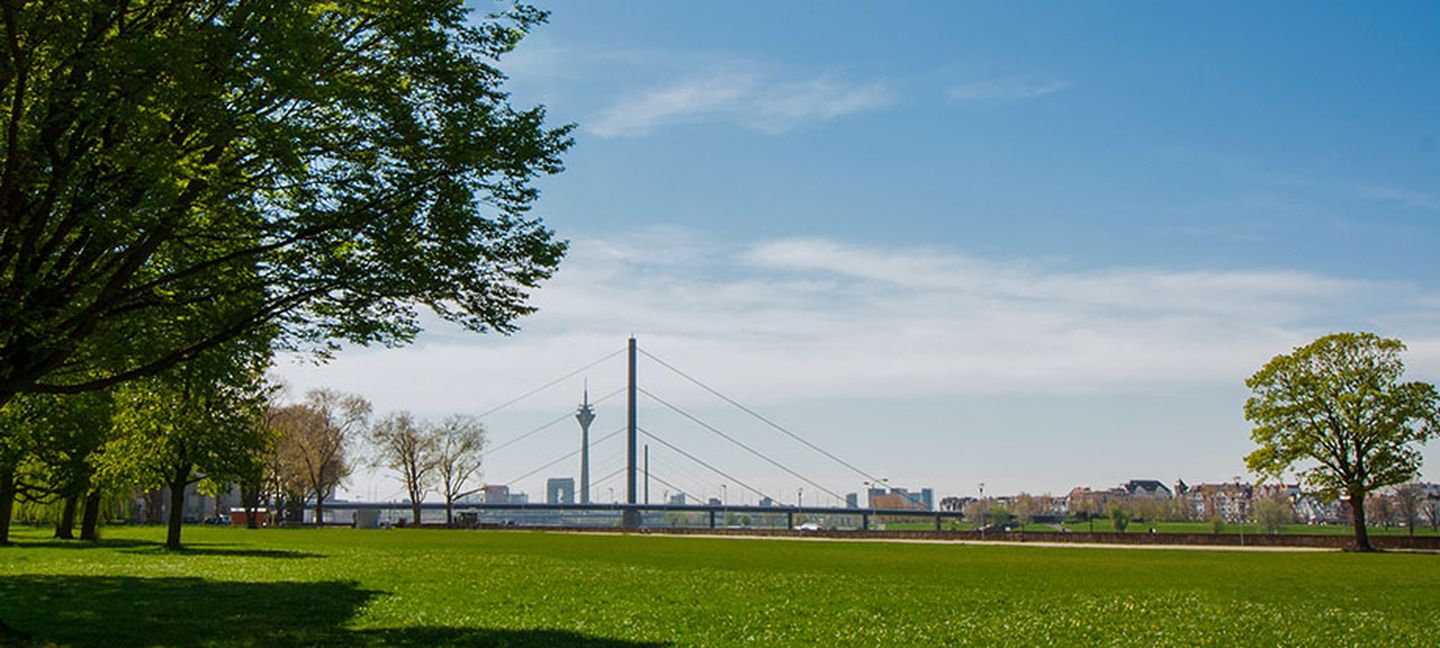 Die Rheinwiesen in Golzheim mit Blick auf die Rheinbrücken