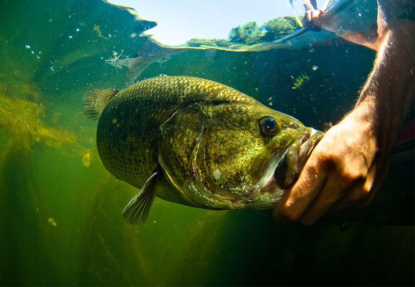 Mann greift nach einem Fisch