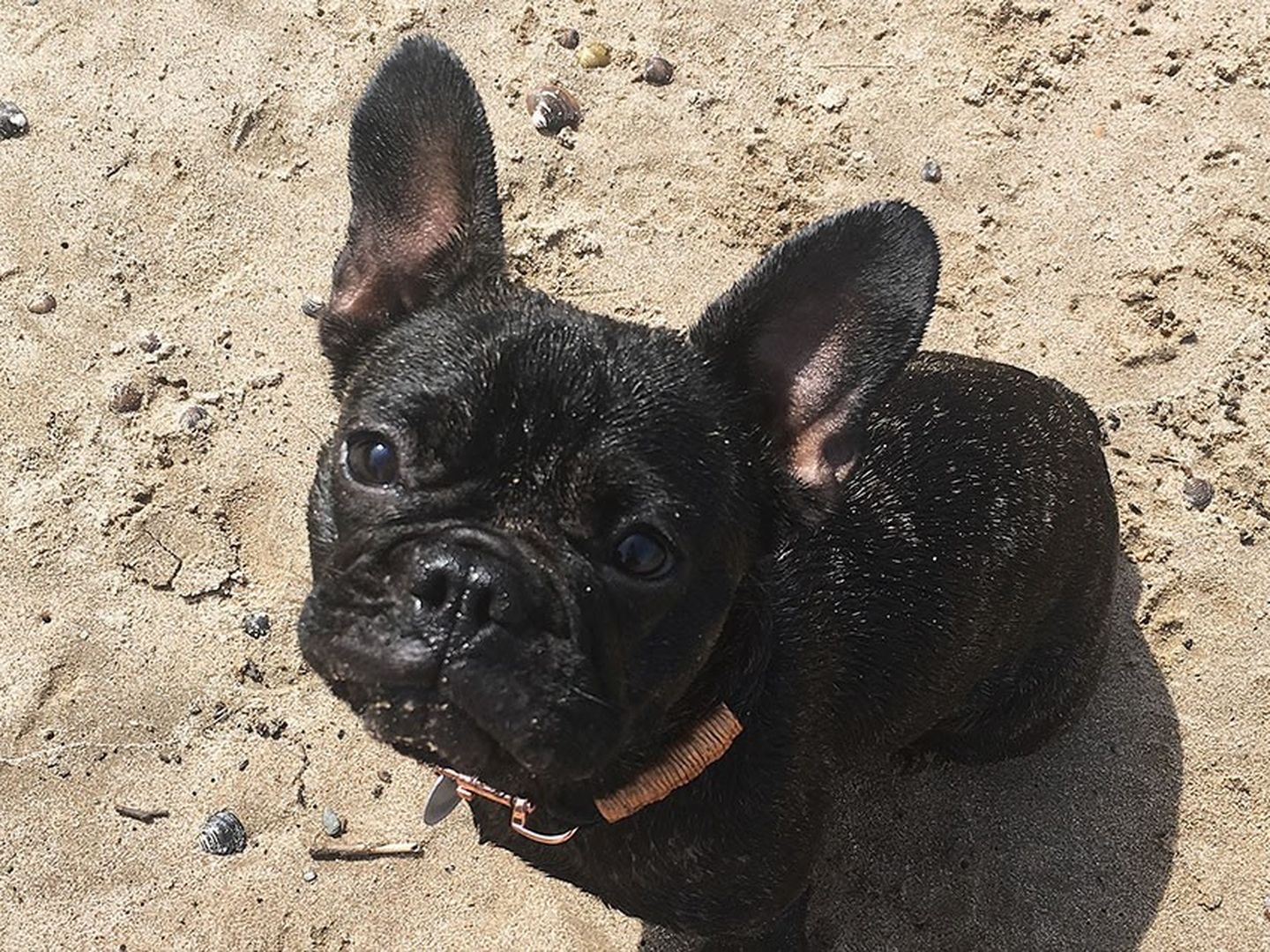 Frida, der Hund von Jennifer Schleich von www.jestil.de am Rheinstrand in Himmelgeist.