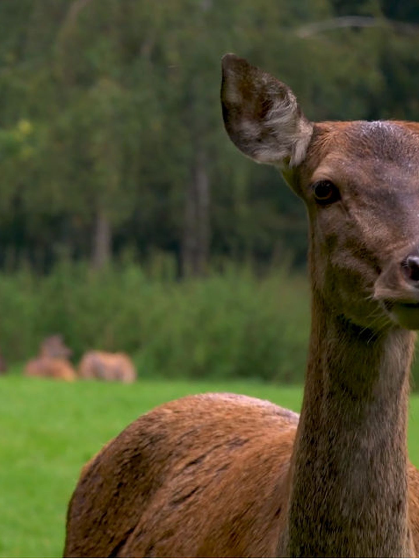 Rotwild in einem Tierpark