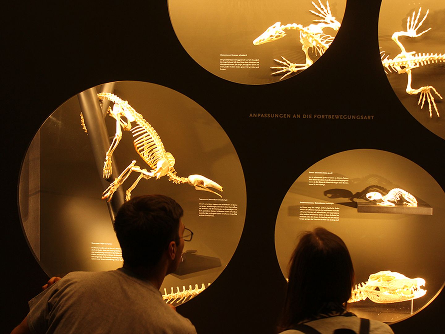 Museumsbesucher vor ausgestellten Tierskeletten.