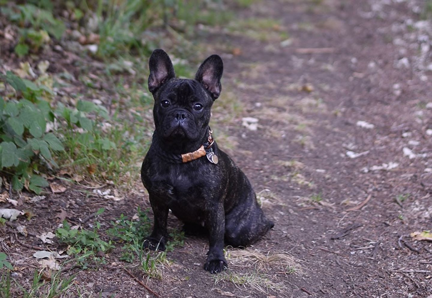 Frida, der Hund von Jennifer Schleich von www.jestil.de im Park.