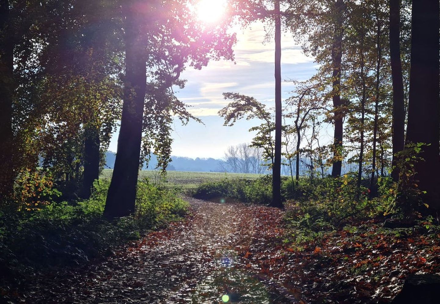 Ausblick aus einem Wald in der Nähe von Düsseldorf