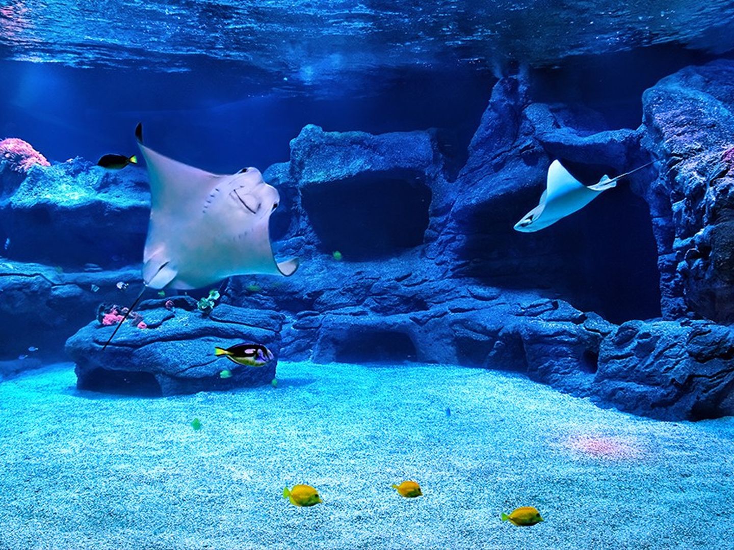 Haie und Rochen schwimmen im größten Aquarium des Aquazoos Düsseldorf.