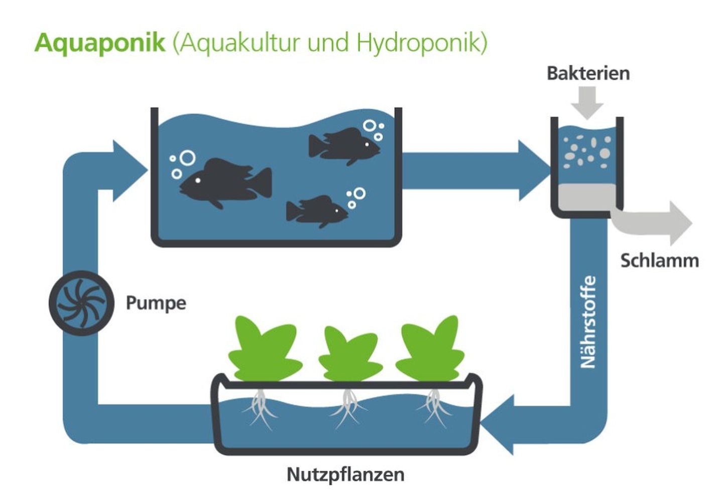 Abbildung des Aquaponik-Kreislaufes.