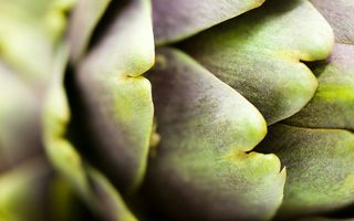Artichoke