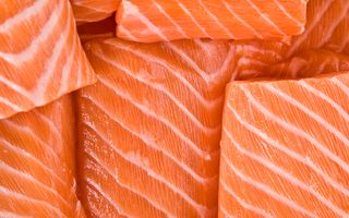 Salmon