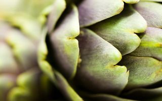 A macro close-up of an artichoke showing the layered green and purple-tipped leaves in detail