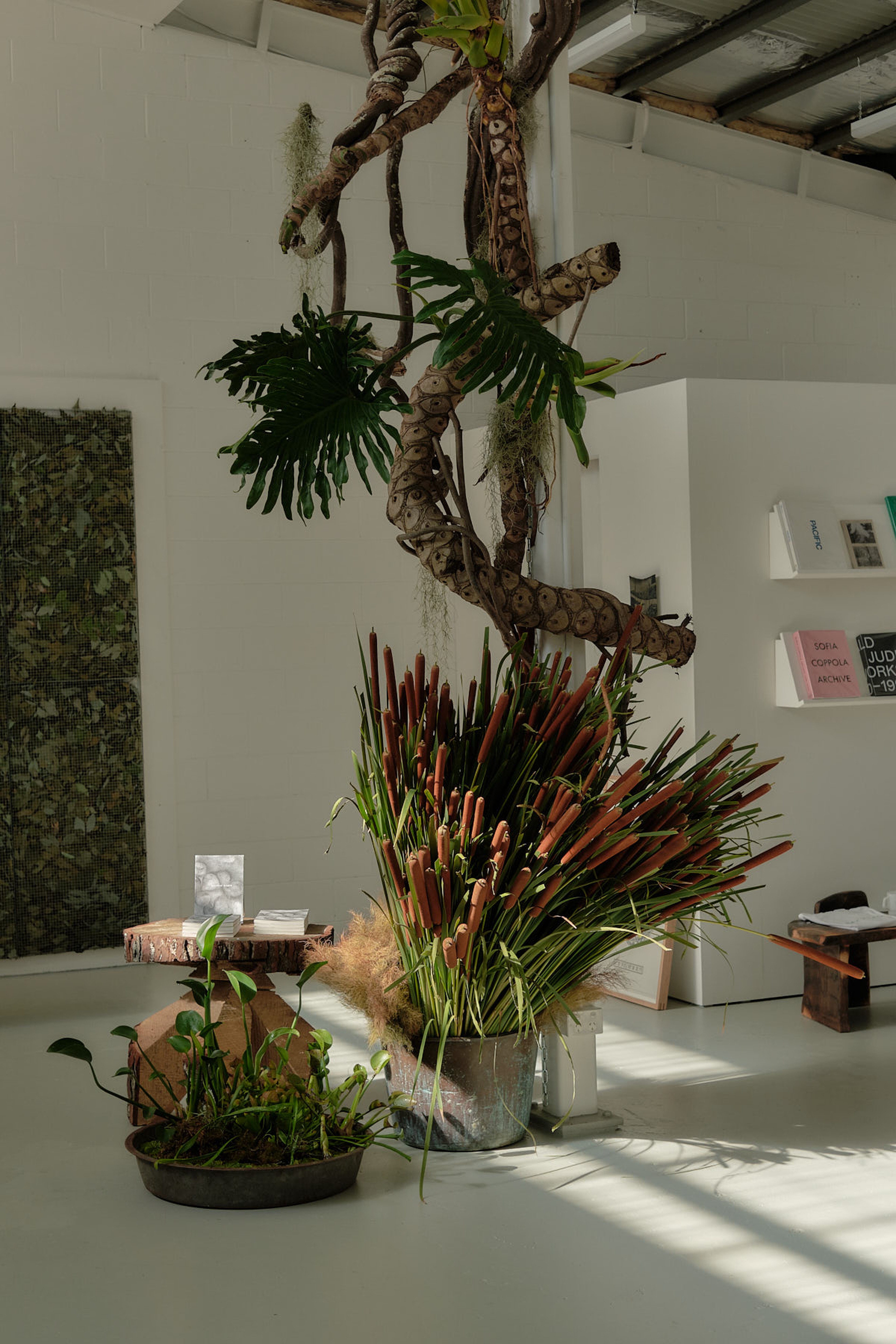 Meet the Creator: In Conversation with Lora Ward of Bacteria Books