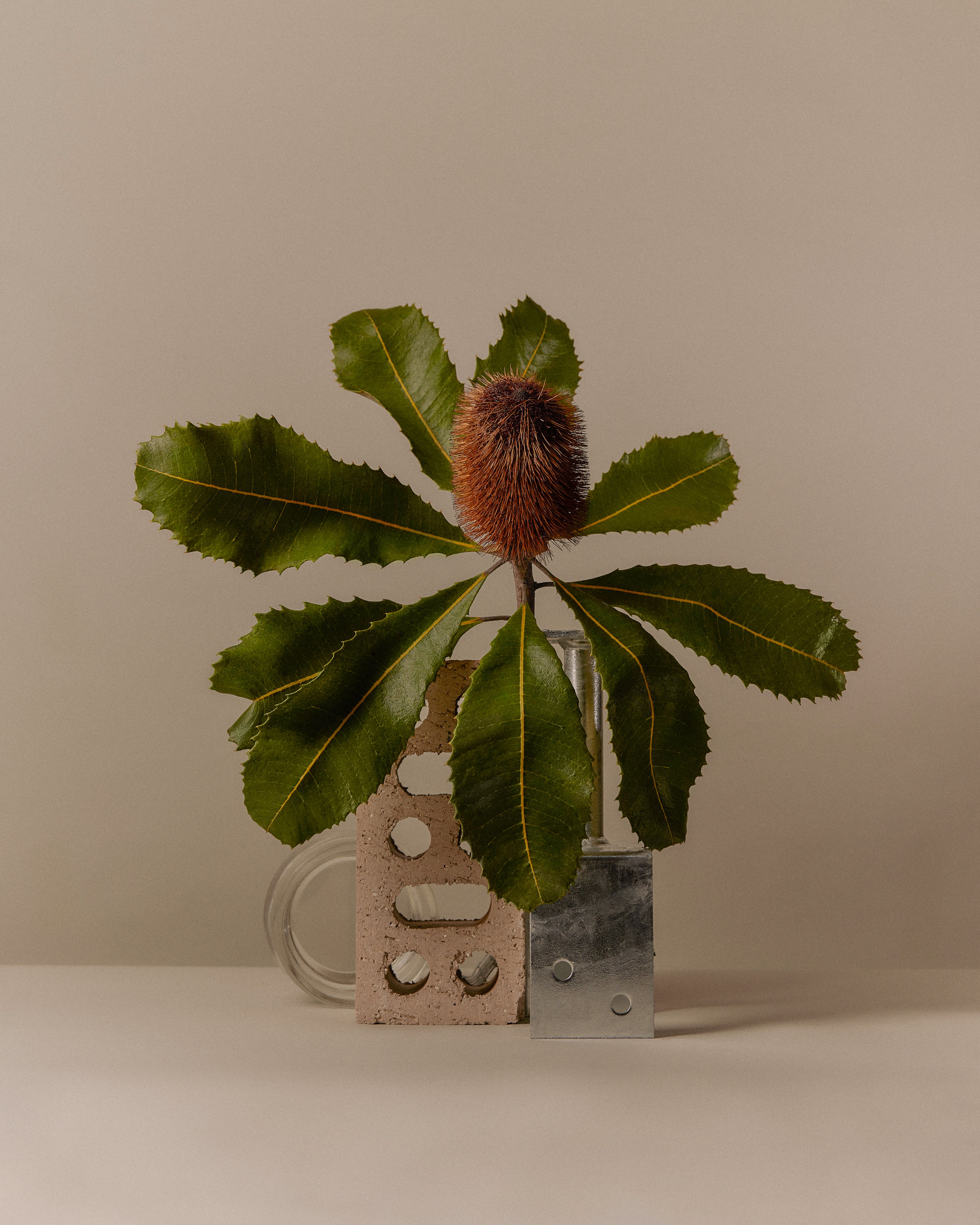 Still Life: Banksia Drive’s Cultivation of a Modern Rhizome