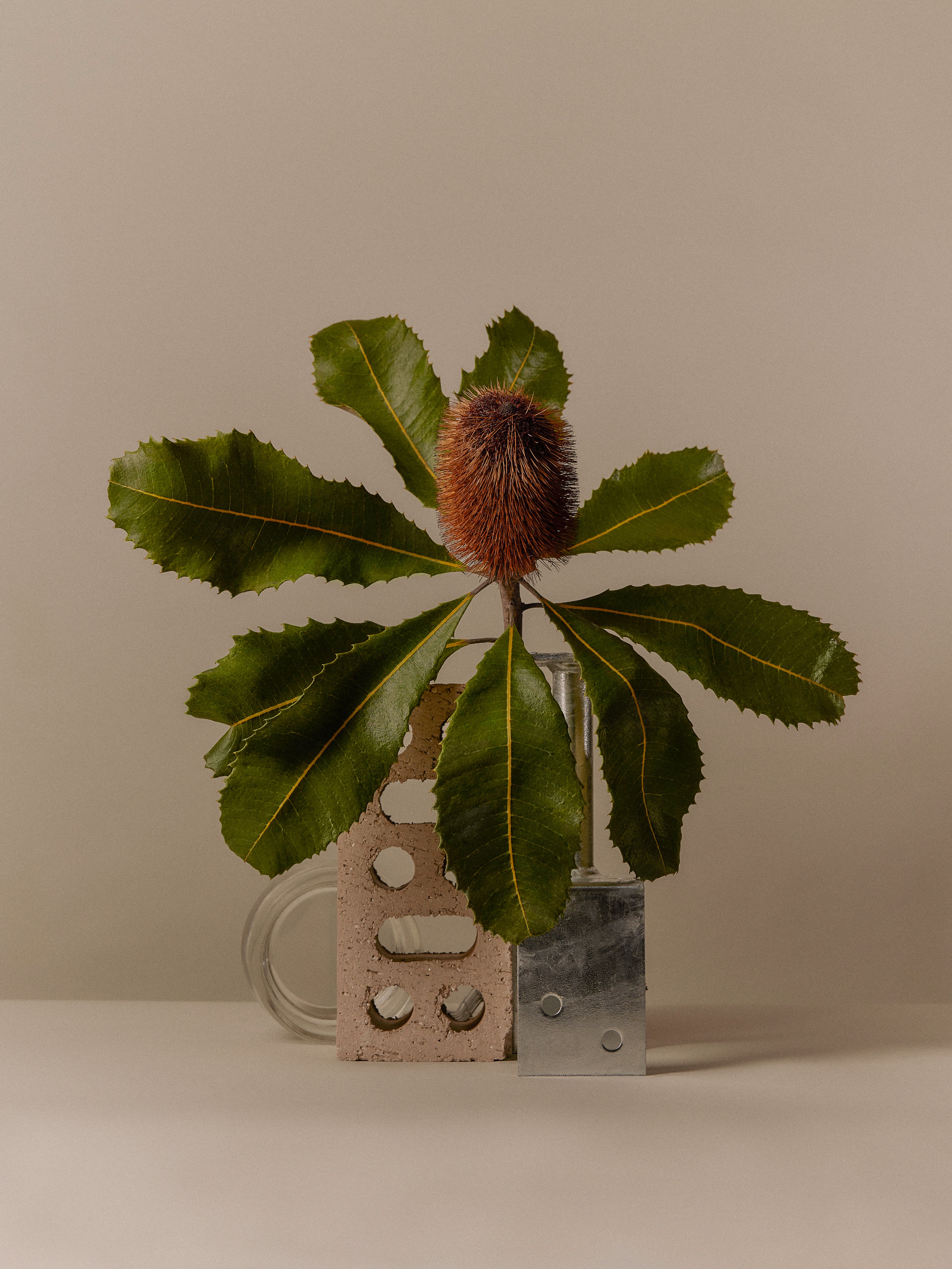 Still Life: Banksia Drive’s Cultivation of a Modern Rhizome
