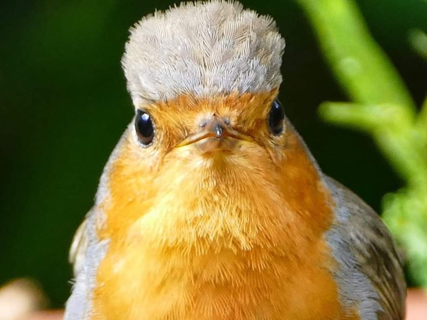 Perückenrotkehlchen