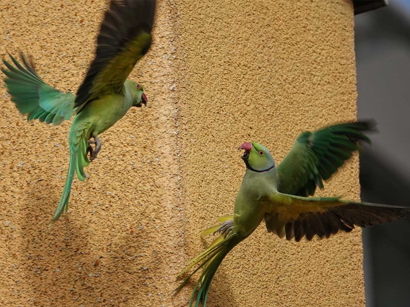 Zwei Halsbandsittiche vor einer Hauswand