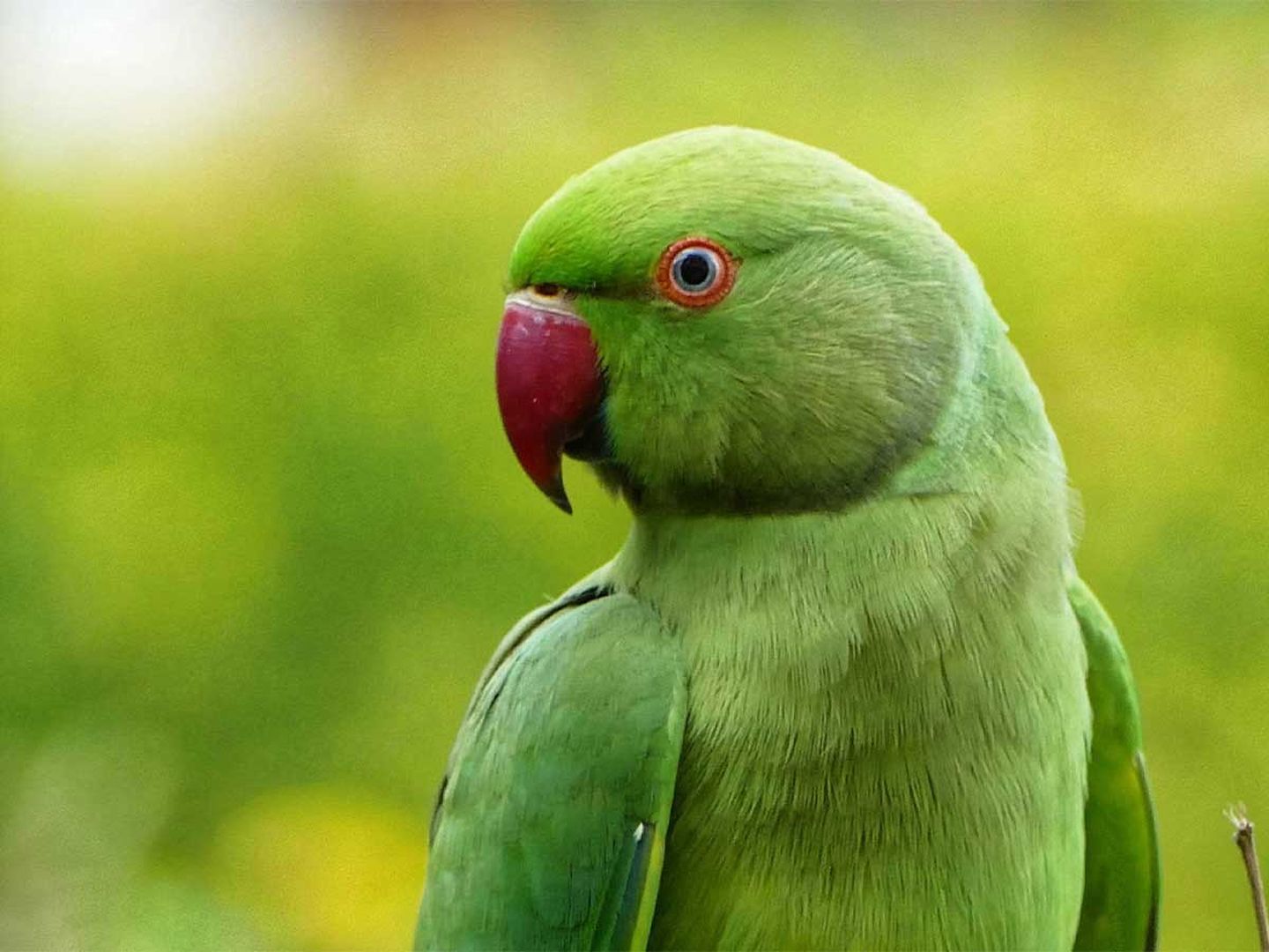 Sie werden gerne als „Papageien der Königsallee“ bezeichnet – dabei sind es doch farbenfrohe Halsbandsittiche © Yvonne Hofer