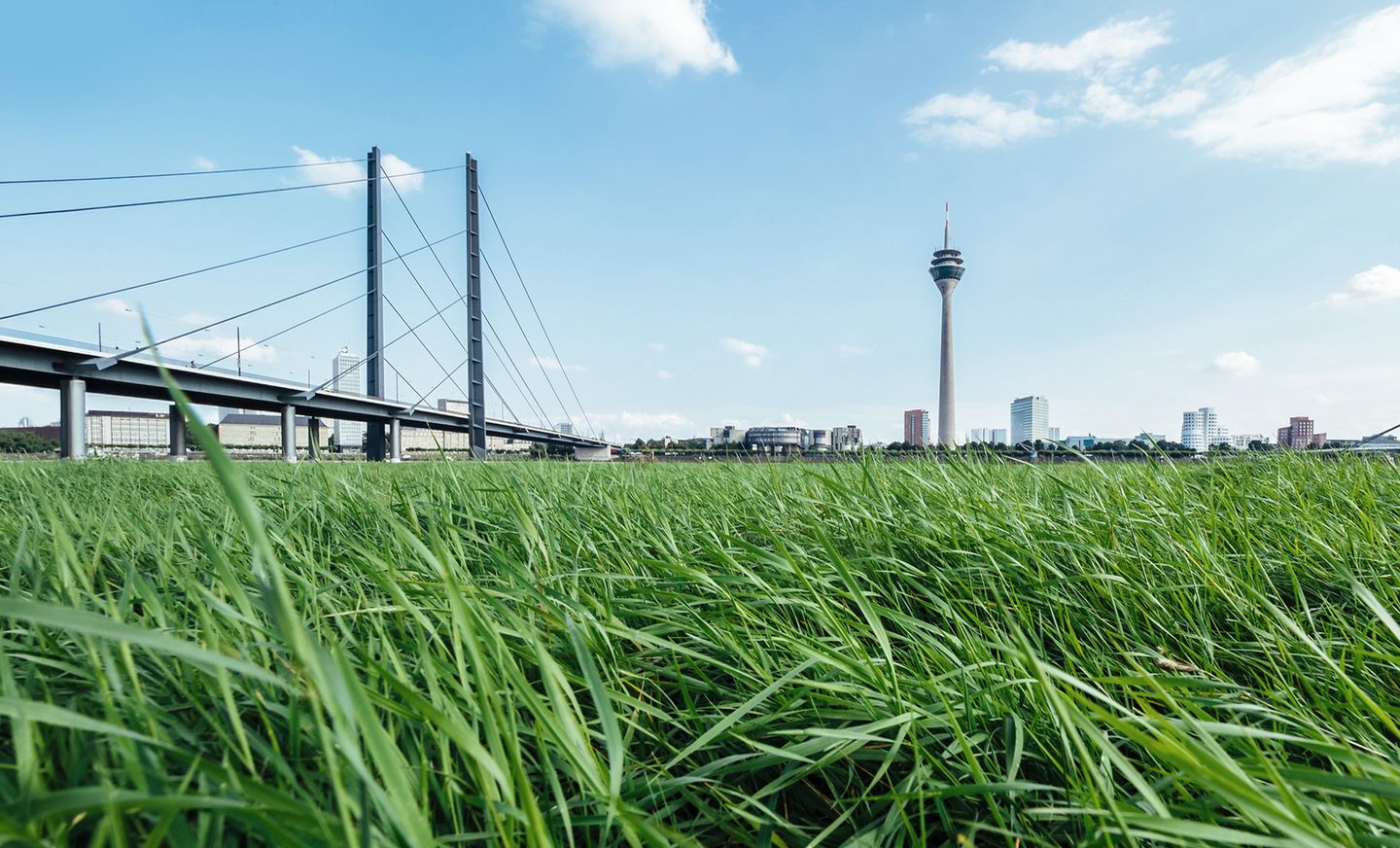 Die Rheinwiesen mit Blick auf den Rheinturm