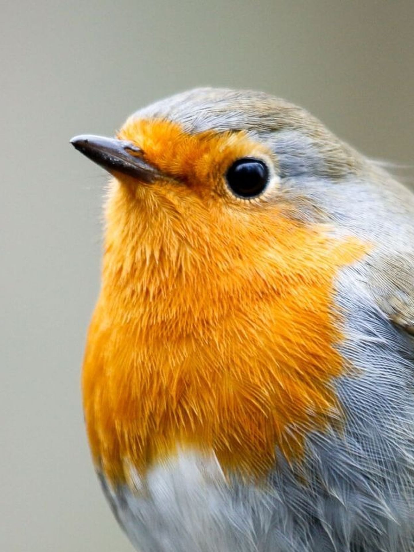 Ein Rotkehlchen vor verschwommenem Hintergrund. © Santiago Urquijo / Moment via Getty Images