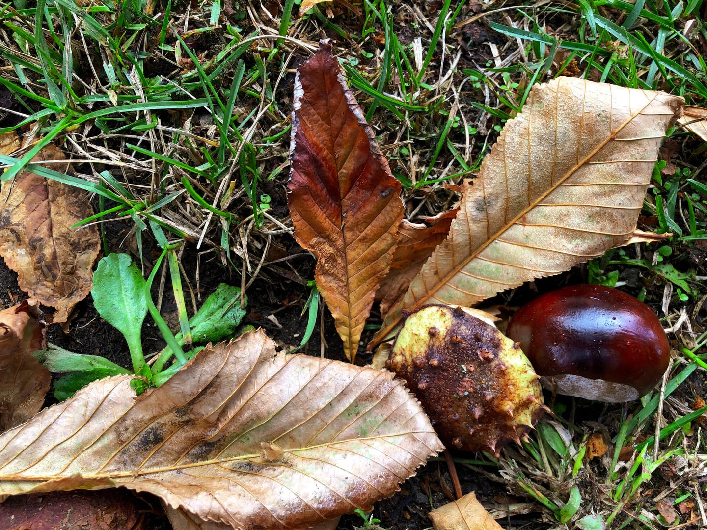 Eine Kastanie liegt auf Gras umgeben von braun gefärbtem Laub. © Feifel Cui-Paoluzzo / Moment via Getty Images