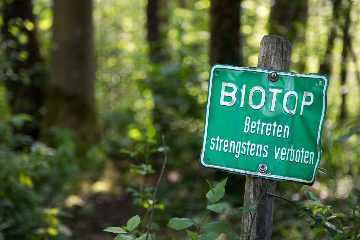 Ein grünes Schild mit der Aufschrift „Biotop – Betreten strengstens verboten“ steht vor Bäumen und Pflanzen in einem Wald. © Patrick Daxenbichler / iStock / Getty Images Plus via Getty Images