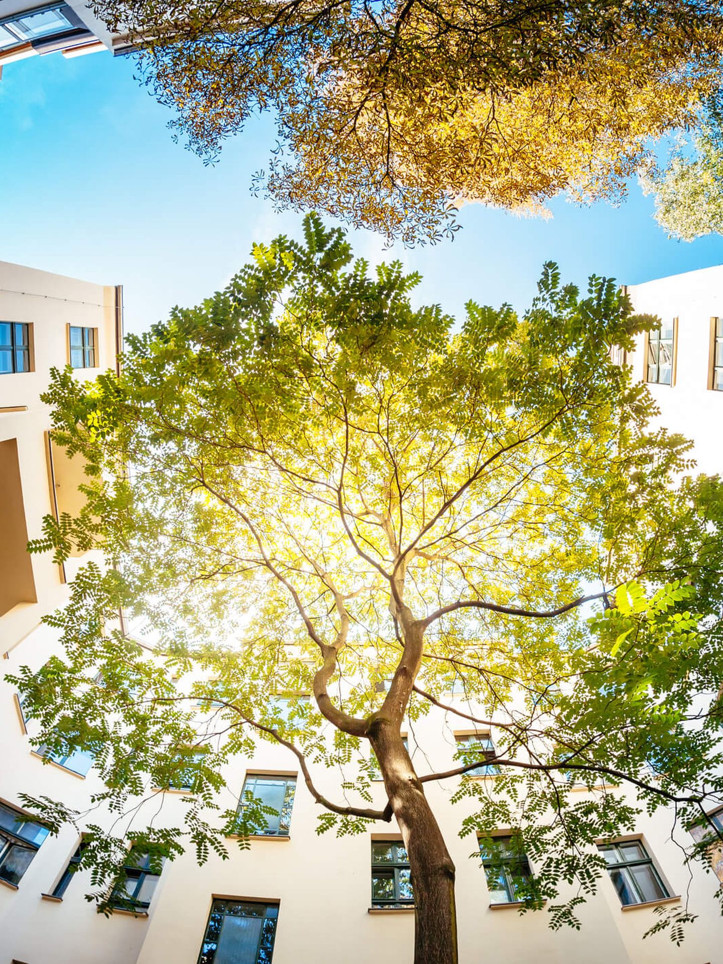 Bäume ragen zwischen Hausfassaden nach oben in den Himmel. © TommL / E+ via Getty Images © TommL / E+ via Getty Images