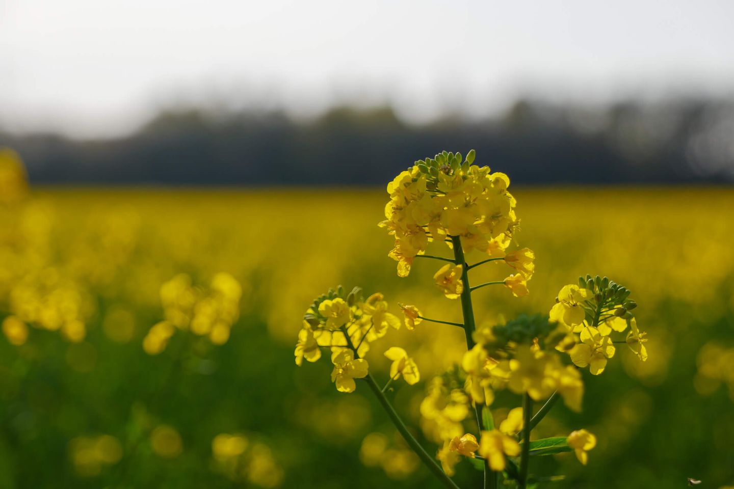 Nahaufnahme einer Rapsblüte © Peeradon Warithkorasuth / Moment via Getty Images © Peeradon Warithkorasuth / Moment via Getty Images