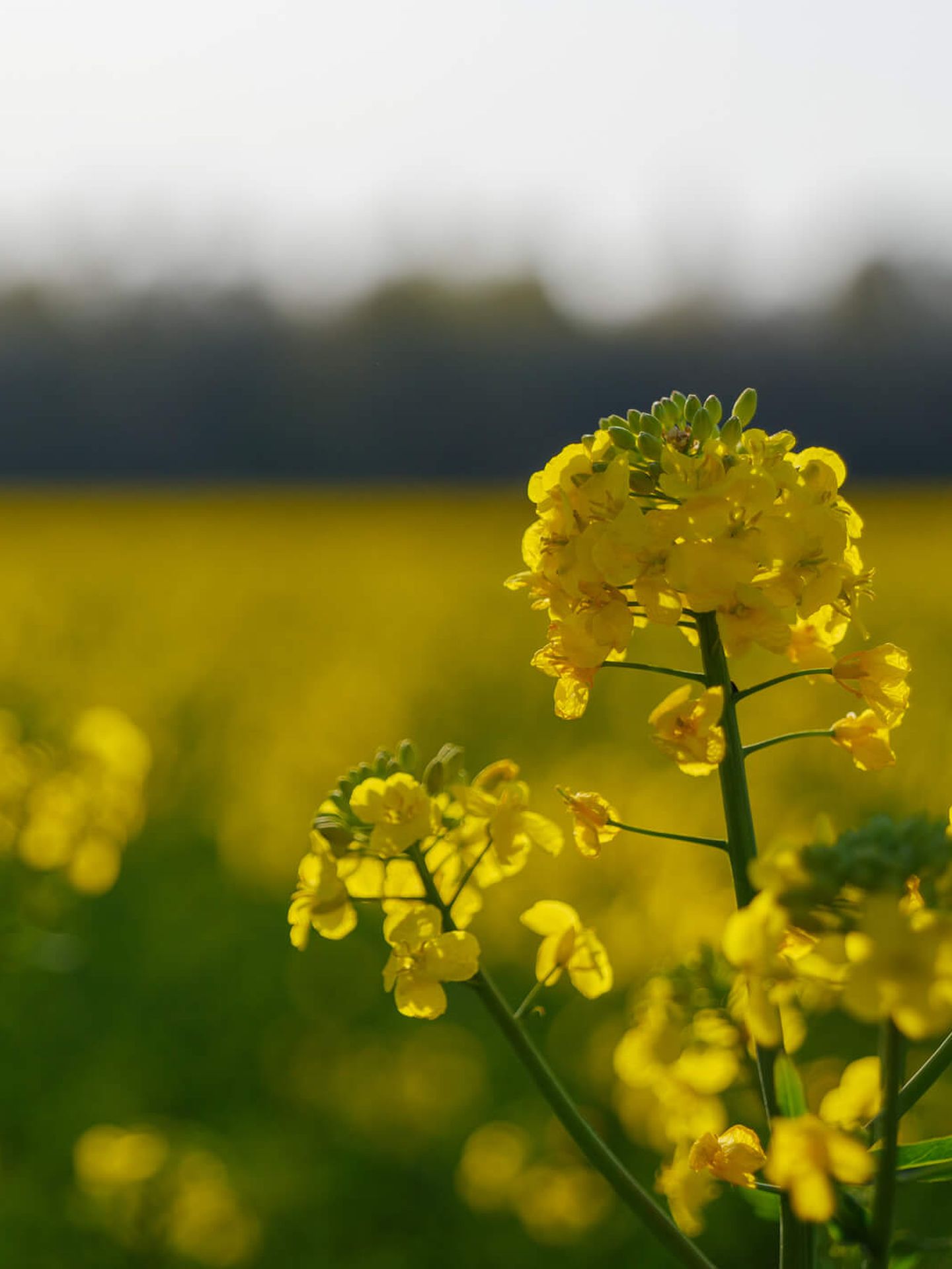 Nahaufnahme einer Rapsblüte © Peeradon Warithkorasuth / Moment via Getty Images © Peeradon Warithkorasuth / Moment via Getty Images