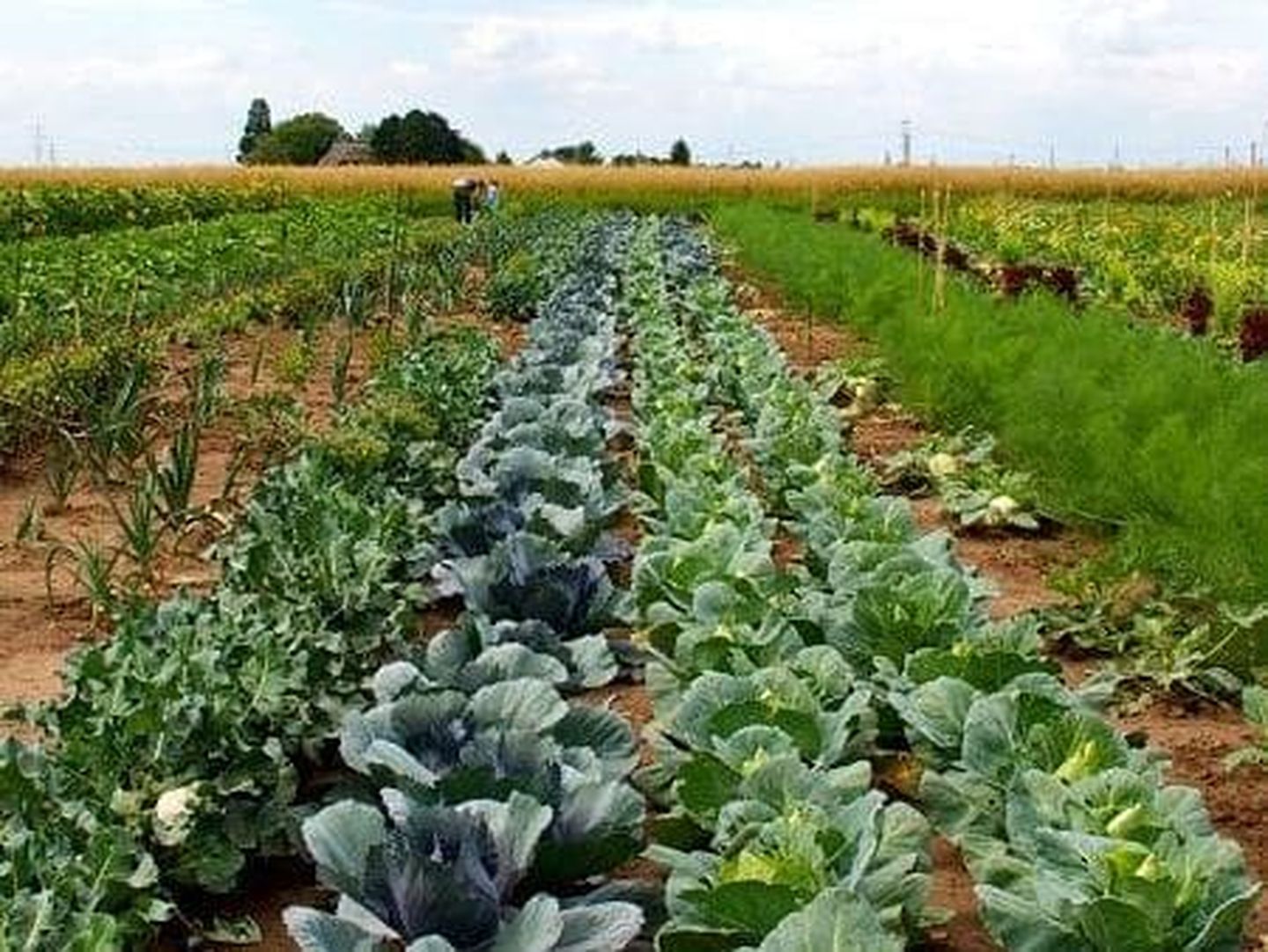 Ein Gemüsefeld mit Kohl und anderem Gemüse