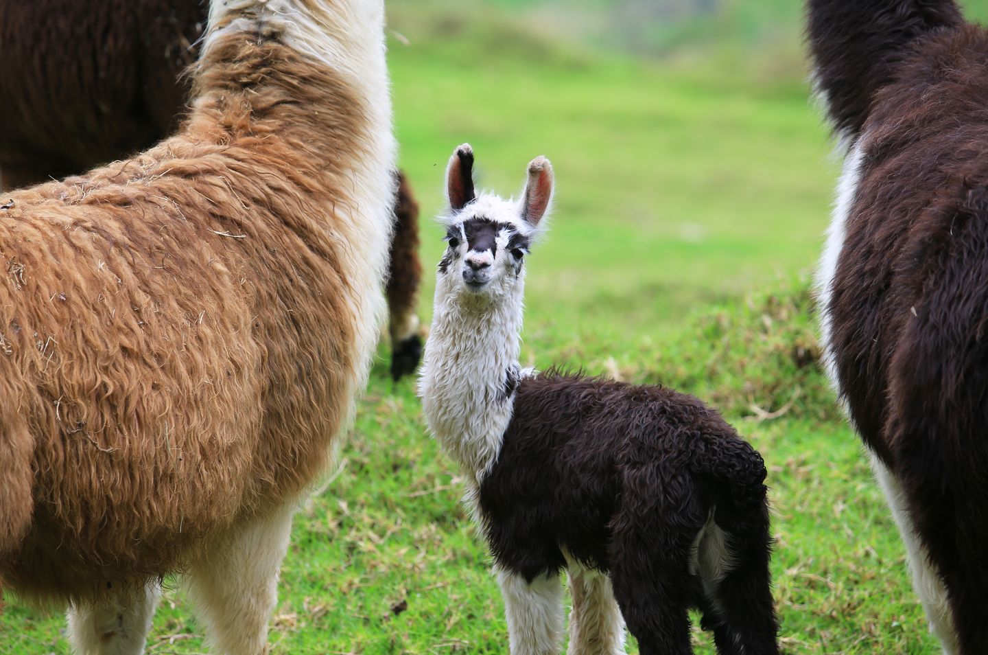 Baby-Alpaka in seiner Herde