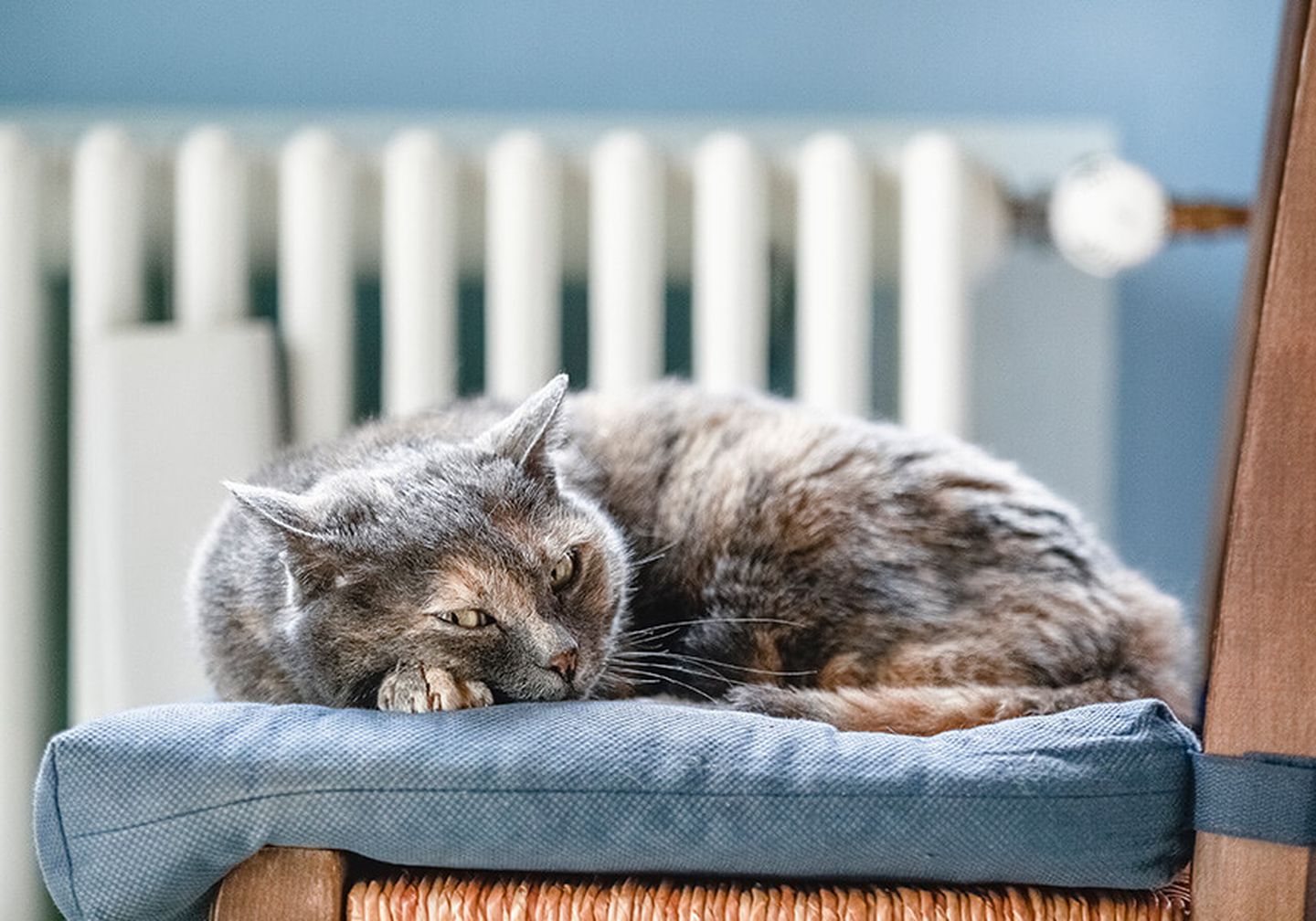 Eine Katze vor einem Heizkörper
