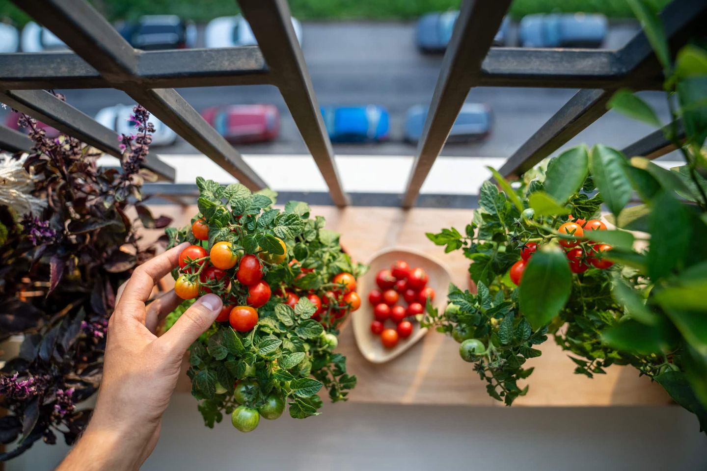 Hand erntet Tomatenpflanze auf dem Balkon Getty