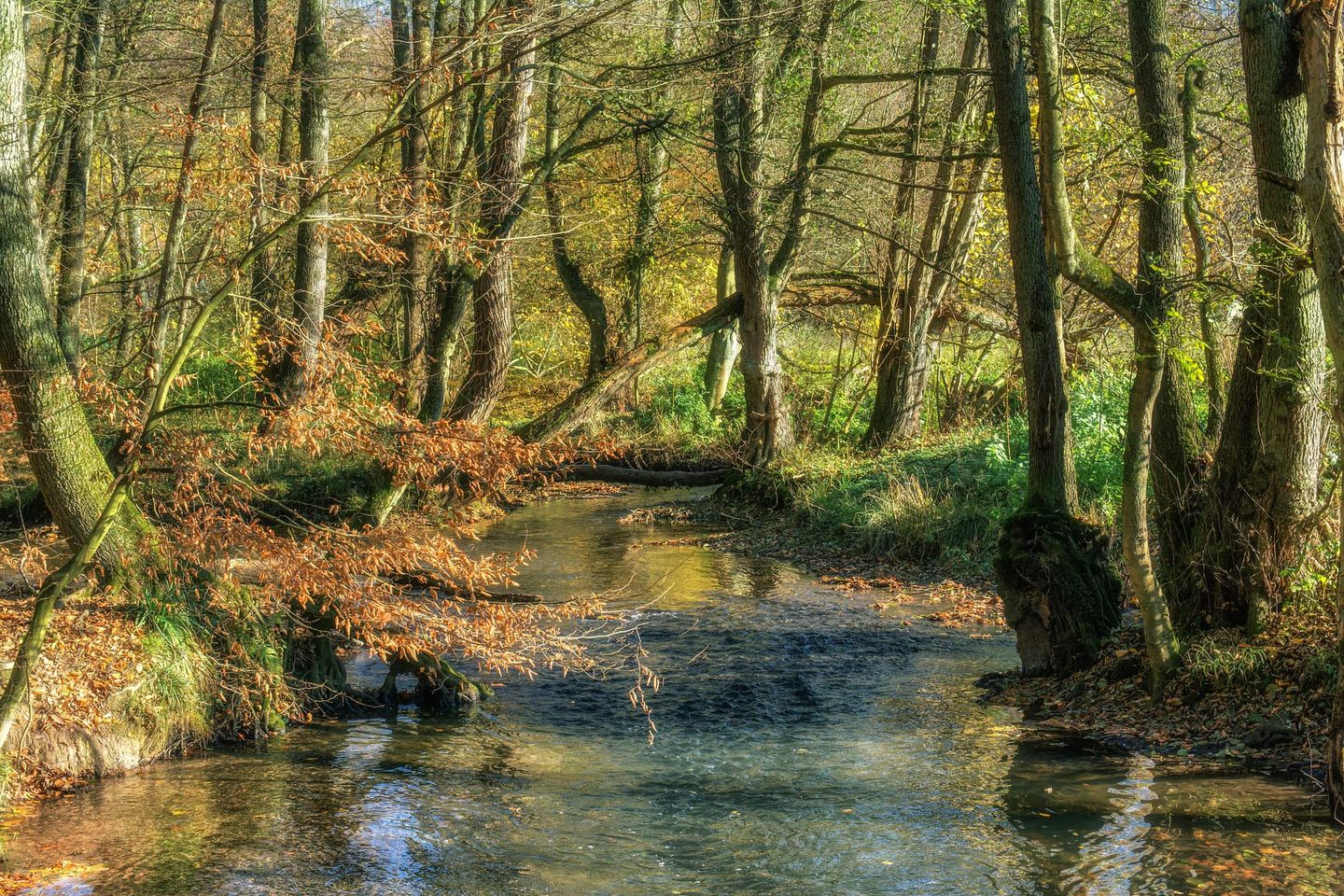 Ruhiger Bach im Wald, umgeben von herbstlichen Bäumen und buntem Laub Getty