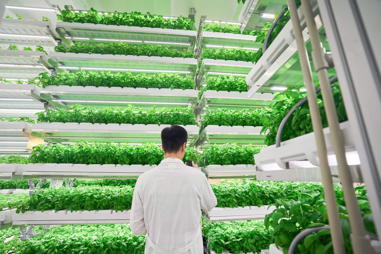 Mann im weißen Laborkittel inmitten von grünen Pflanzen in einer vertikalen Indoor-Farm