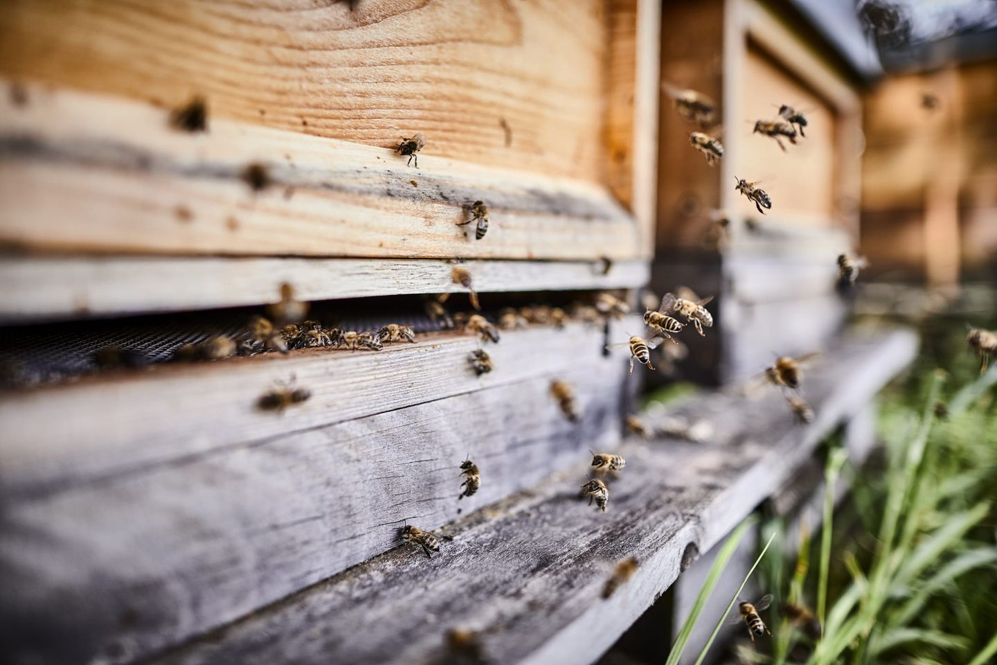 Holz-Bienenstock mit Bienen, die ein- und ausfliegen