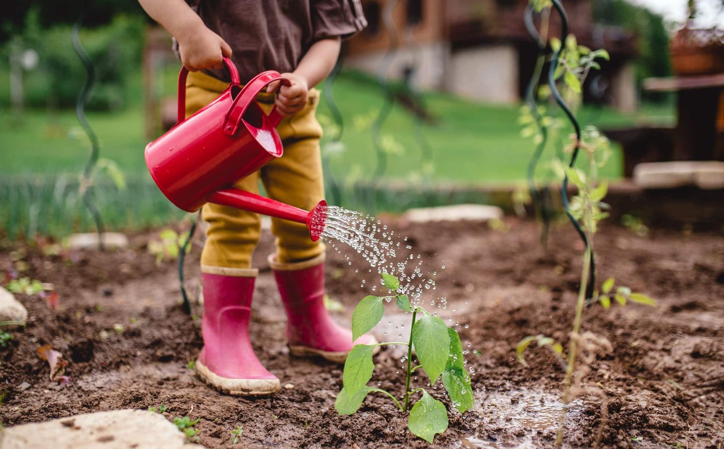Kind mit roter Gießkanne gießt Pflanze im Garten Getty