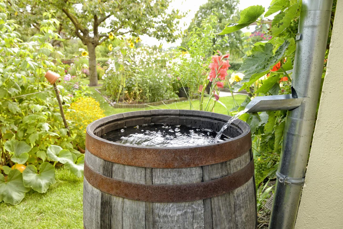 Regentonne im Garten wird über ein Fallrohr mit Regenwasser gefüllt. Getty
