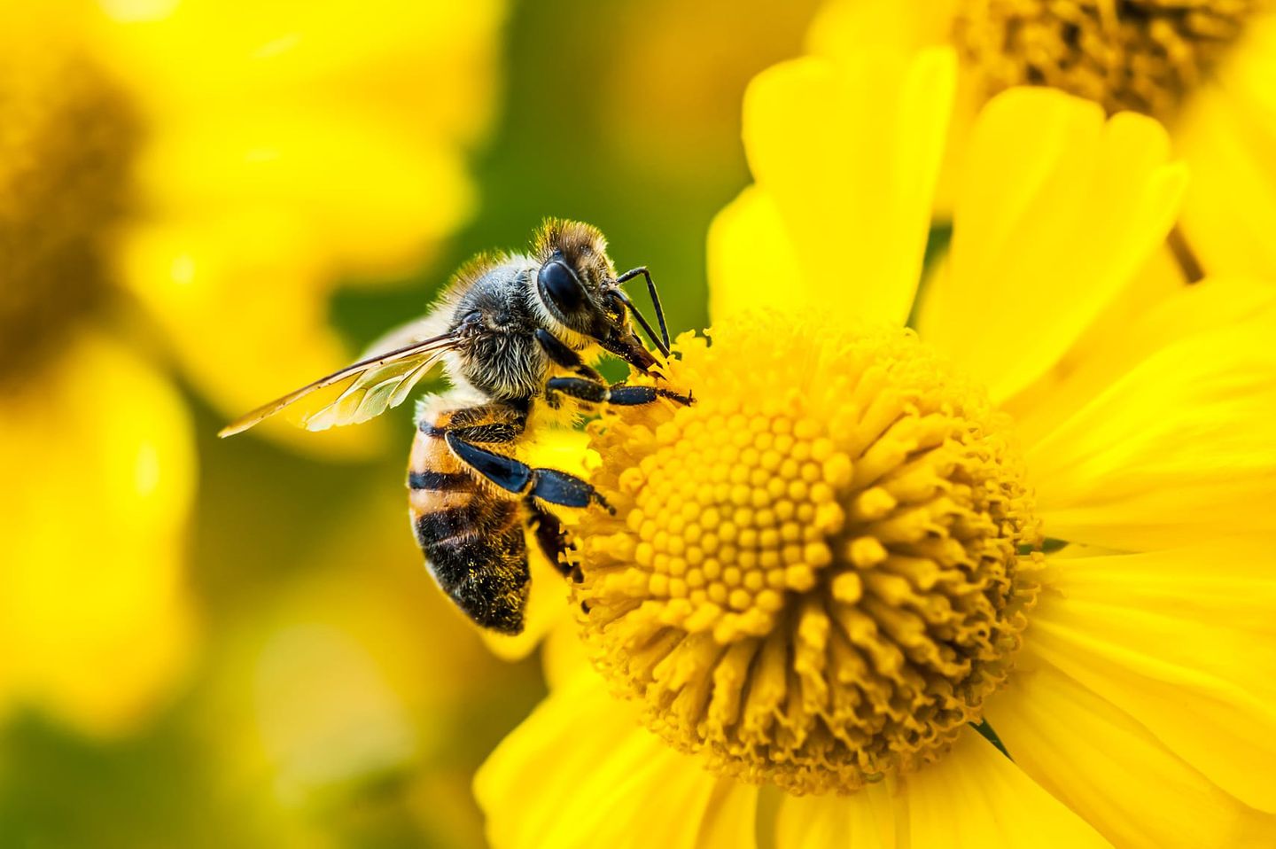 Makroaufnahme einer Biene, die Nektar von einer gelben Blume sammelt.